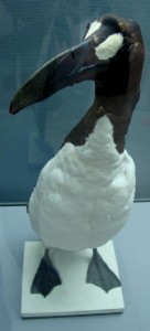 un grand pingouin, identique à celui que Dieppe a mis en dépôt au Muséum de Rouen