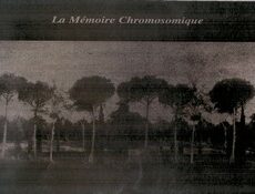 La mémoire chromosomique